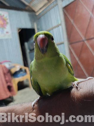 রিংনেট টিয়া